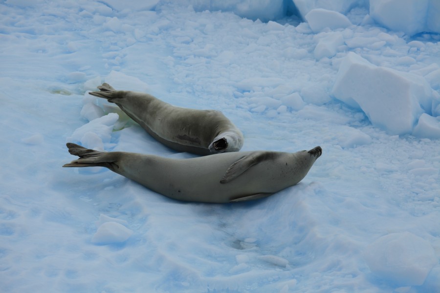 Crabeater Seals in the Lemaire Channel, Antarctica (6054688946)