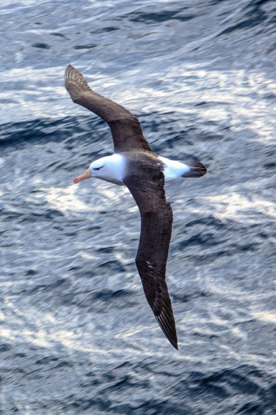 Crossing the Drake Passage from the South Shetland Islands to Cape Horn.Black-Browed Albatross (Diomedea melanophrys). (26016280015)
