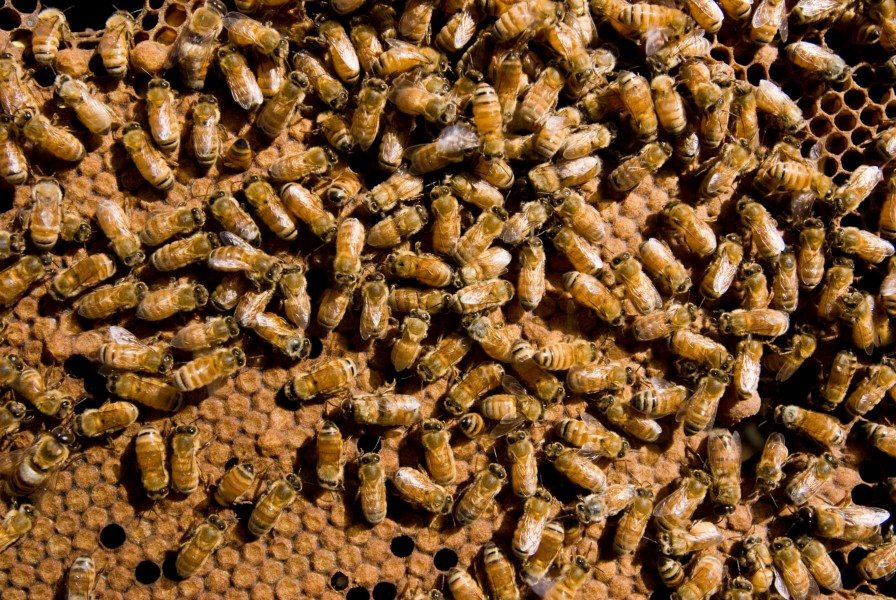 CSIRO ScienceImage 7077 European honeybees Apis mellifera in a hive
