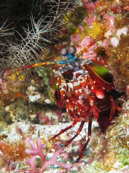 Curious mantis shrimp from Gilli Banta reef