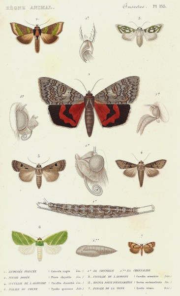 Cuvier-155-Plusie-Cucullie-Lichenée-Noctuelle-Pyrale