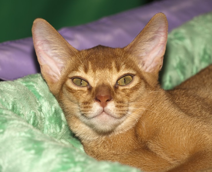 Абиссинский кот (5351857019)