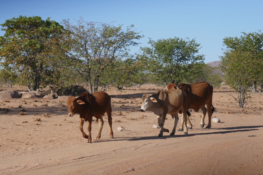 Damaraland-Vaches et mopanes