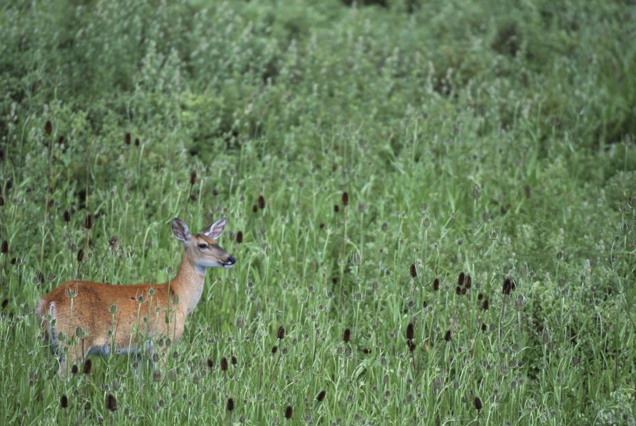 Deer in lower left corner of image in field of teasel dipsacus sylvestris