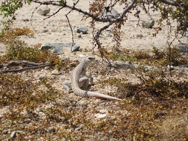 Desert Iguana (Dipsosaurus dorsalis); Cholla Cactus Garden - 12489017453