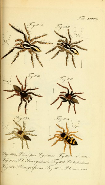 Die Arachniden (Plate CCCCL) (8569457374)
