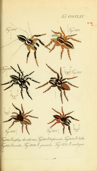 Die Arachniden (Plate CCCCLXV) (8568366165)