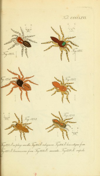 Die Arachniden (Plate CCCCLXVI) (8569464660)