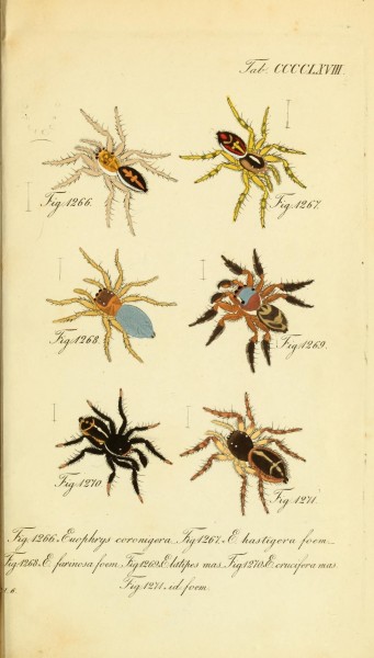 Die Arachniden (Plate CCCCLXVIII) (8569465520)