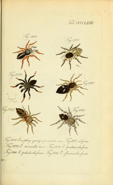 Die Arachniden (Plate CCCCLXXIII) (8575492084)