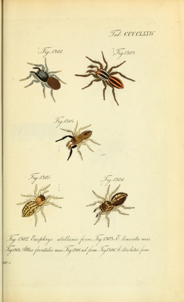 Die Arachniden (Plate CCCCLXXIV) (8574399443)