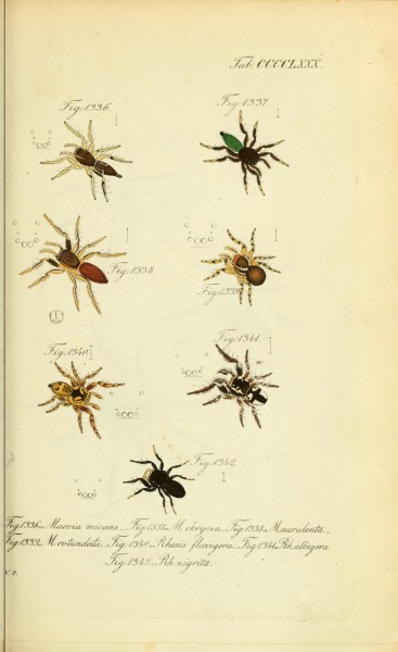 Die Arachniden (Plate CCCCLXXX) (8574401583)