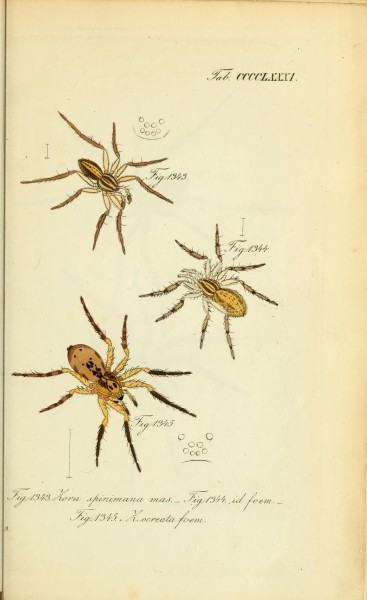Die Arachniden (Plate CCCCLXXXI) (8574401937)