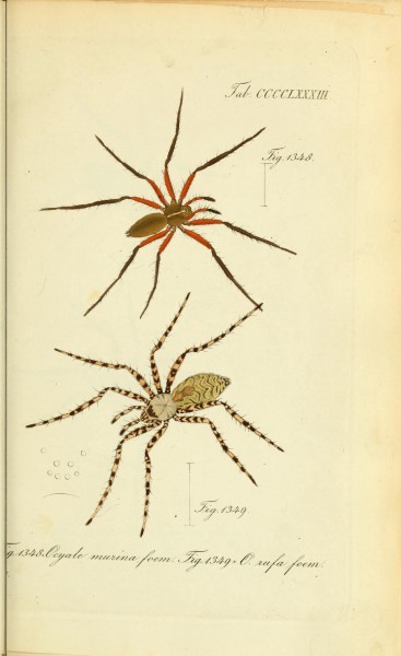 Die Arachniden (Plate CCCCLXXXIII) (8574402631)