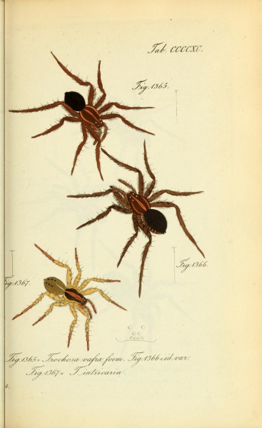 Die Arachniden (Plate CCCCXC) (8575498724)