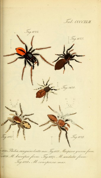 Die Arachniden (Plate CCCCXLII) (8569453492)
