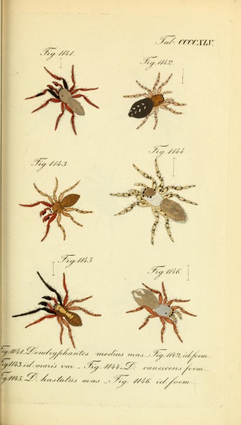 Die Arachniden (Plate CCCCXLV) (8569454908)
