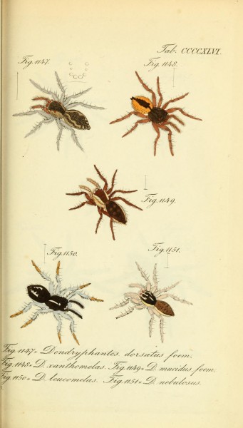 Die Arachniden (Plate CCCCXLVI) (8568357385)