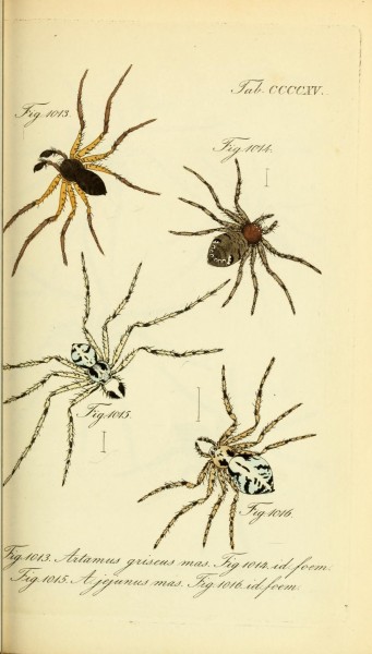 Die Arachniden (Plate CCCCXV) (8569440442)