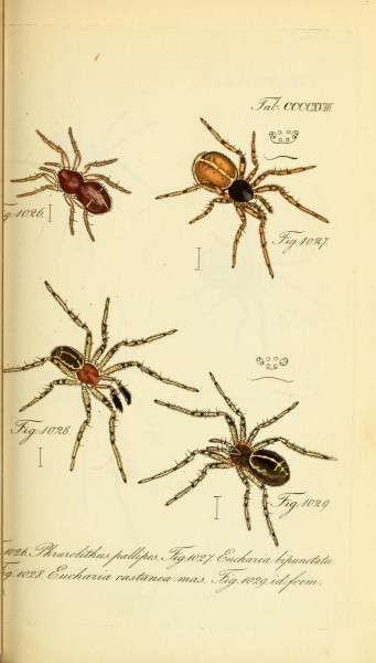 Die Arachniden (Plate CCCCXVIII) (8568343803)