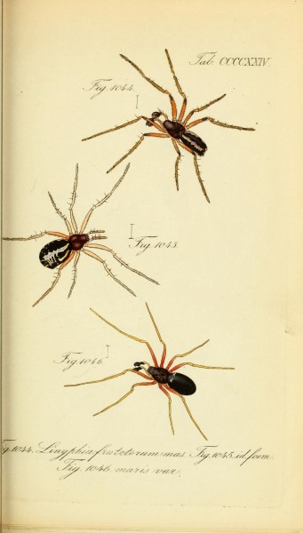 Die Arachniden (Plate CCCCXXIV) (8569444886)