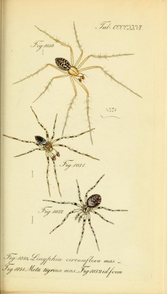 Die Arachniden (Plate CCCCXXVI) (8568347893)