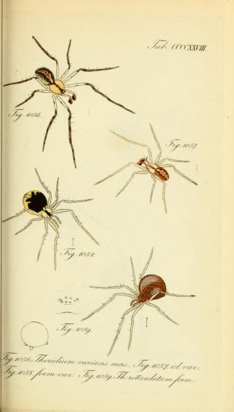 Die Arachniden (Plate CCCCXXVIII) (8569446714)