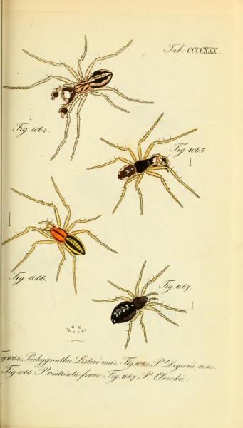 Die Arachniden (Plate CCCCXXX) (8569447640)
