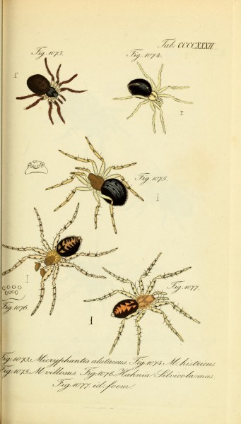 Die Arachniden (Plate CCCCXXXII) (8568350549)