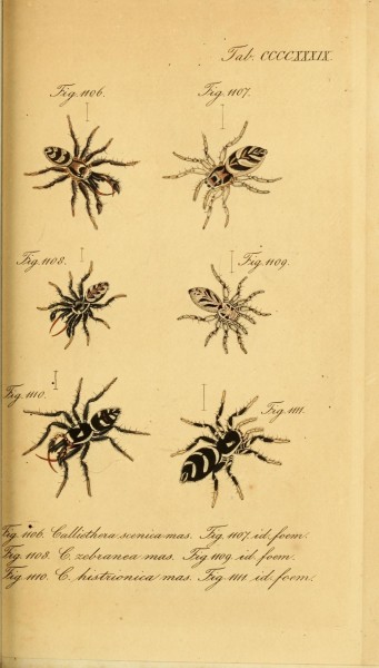 Die Arachniden (Plate CCCCXXXIX) (8569452092)