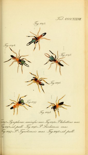 Die Arachniden (Plate CCCCXXXVII) (8568352973)