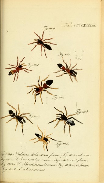 Die Arachniden (Plate CCCCXXXVIII) (8569451588)