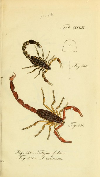Die Arachniden (Plate CCCLXI) (8568316921)