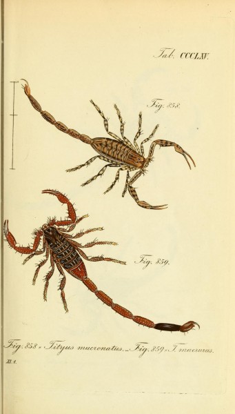 Die Arachniden (Plate CCCLXV) (8568318747)