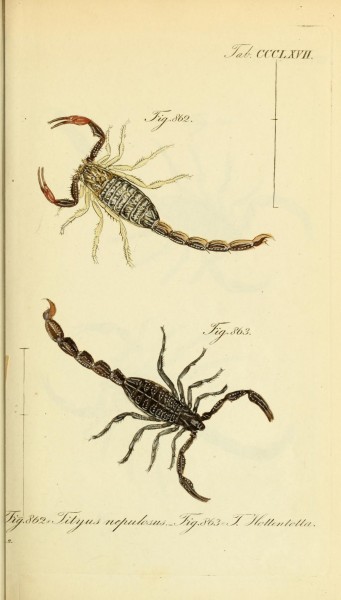 Die Arachniden (Plate CCCLXVII) (8569417292)