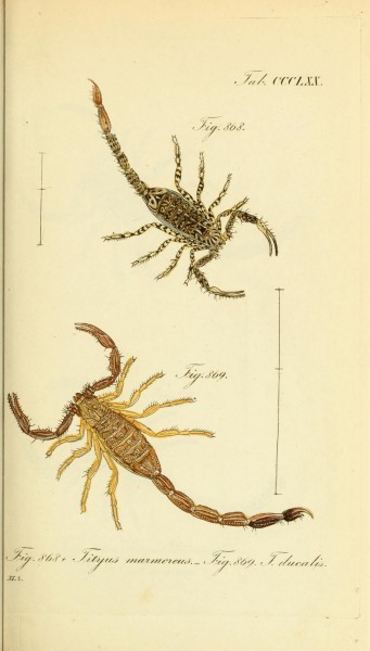 Die Arachniden (Plate CCCLXX) (8569418648)