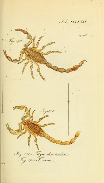 Die Arachniden (Plate CCCLXXI) (8568321341)