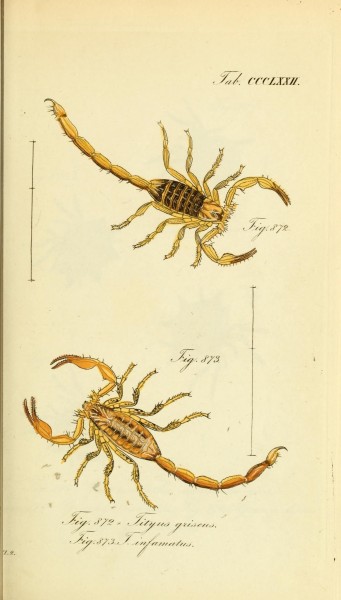 Die Arachniden (Plate CCCLXXII) (8569419548)