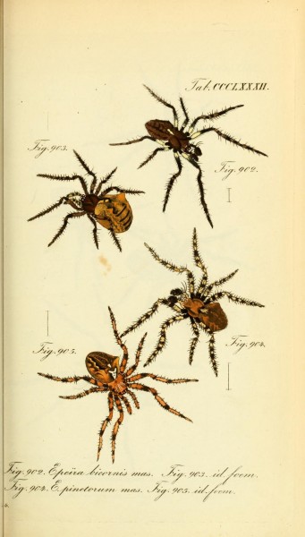 Die Arachniden (Plate CCCLXXXII) (8568326075)