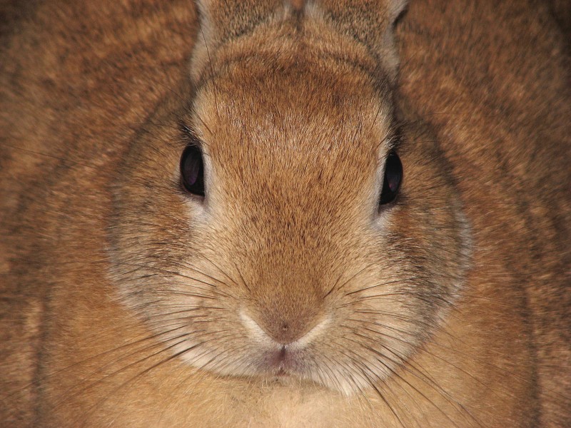 Domestic-rabbit-Leo-front-0a