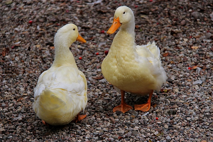 Ducks (11128219076)