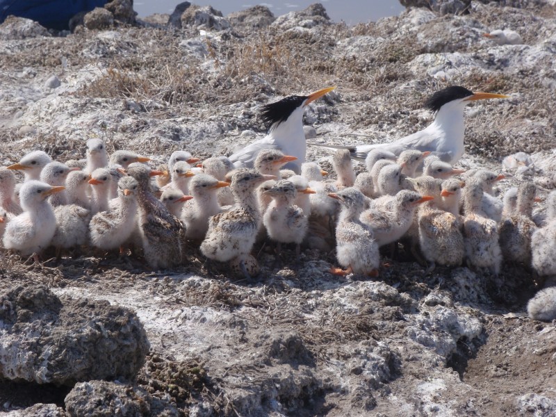 Elegant tern chicks huddle with parents (6589160969)