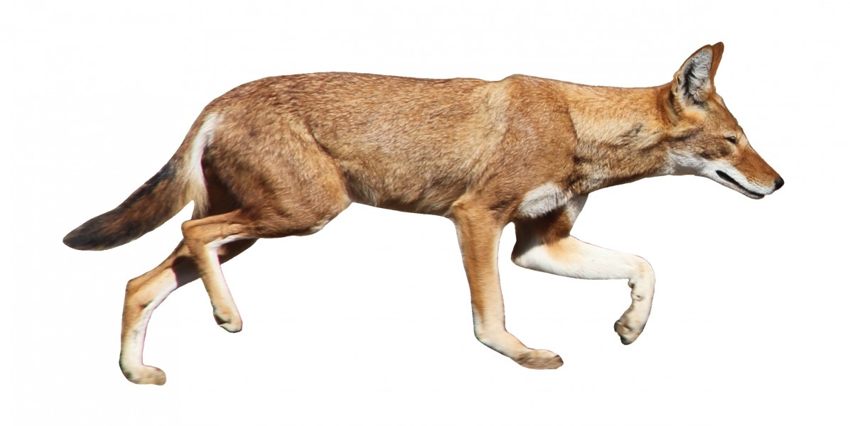 Ethiopian wolf side view white background