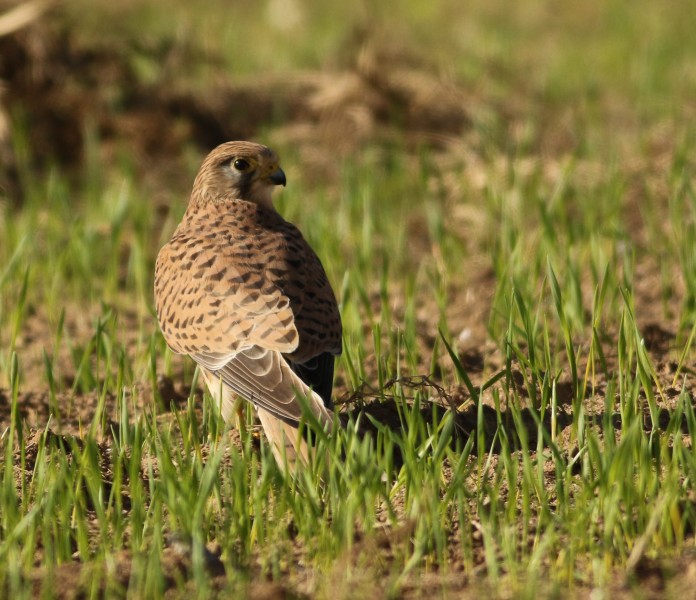 Falco tinnunculus, Israel 1