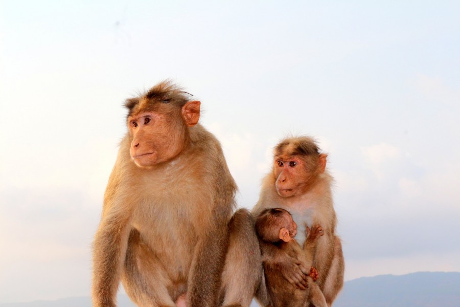 Family time huddle for monkeys