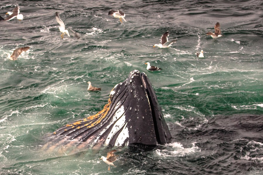 Feeding Humpback Whale, Gerlache Strait, Antarctic Peninsula (25881567972)