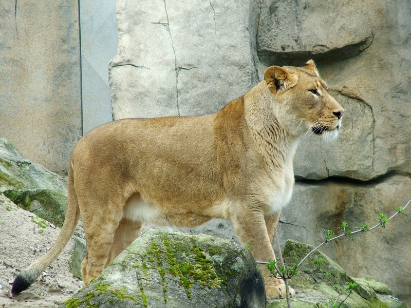 Female lion side