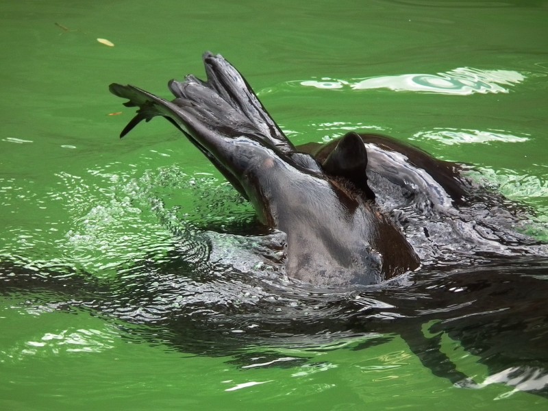 Flossen Südamerikanischer Seebär Zoo Landau
