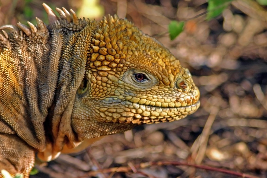 Galápagos land iguana (Conolophus subcristatus)