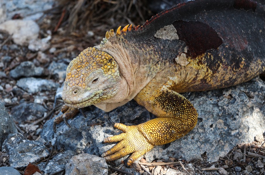 Galapagos land iguana 01